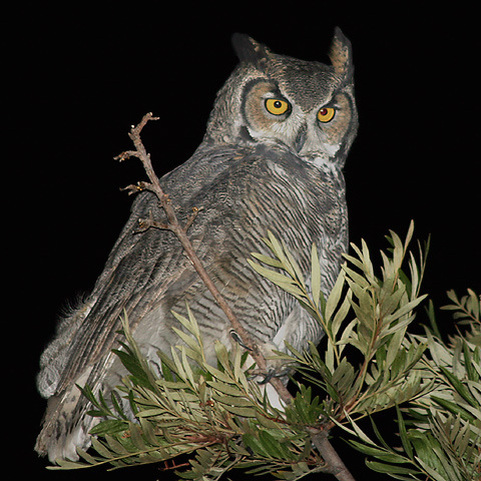Resultado de imagem para great horned owl in the night